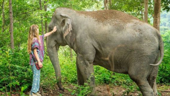 เชียงใหม่ เอเลเฟ่น จังเกิ้ล แซงชัวรี|ประสบการณ์ทัวร์ 1 วันที่เชียงใหม่ Elephant Jungle Sanctuary