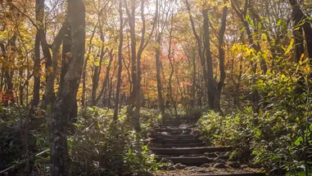 濟州島西南線一日遊｜門票全含｜漢拿山國立公園+追海豚｜4-15人團