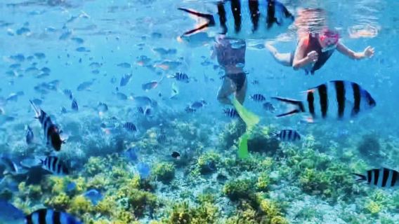 【沖縄・海中道路】完全プライベート!無人島沖シュノーケルツアー(5歳以下無料)