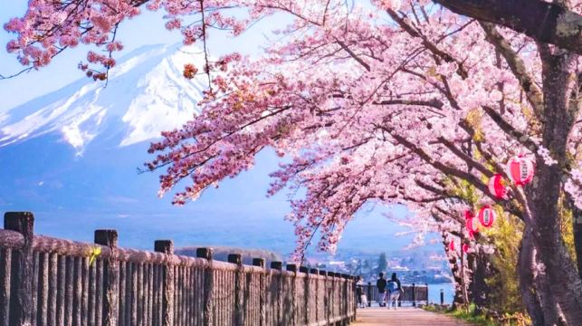 東京富士山一日遊，河口湖，天梯小鎮，忍野八海