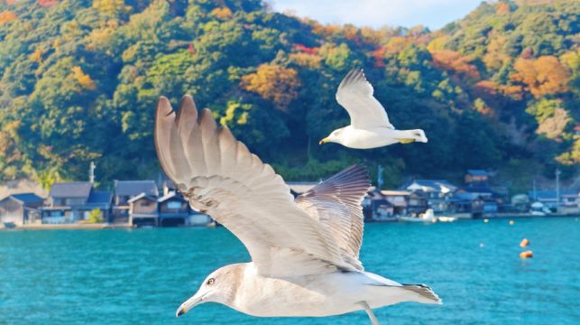 京都天橋立、伊根舟屋一日遊，含天橋立纜車票和伊根灣觀光船票