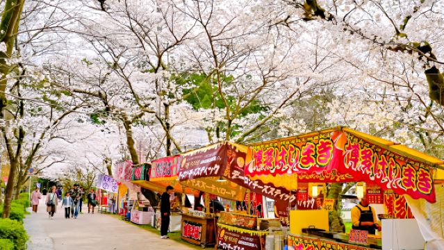 Kyushu Sakura Festival: Sakura Boulevard in Rukawa + Ruïnes van Akizuki Kasteel + Ukiha Inari Shrine + Homan Shrine