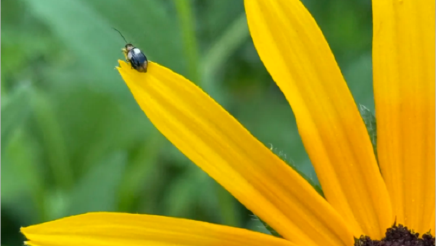 Heilongjiang Province - Harbin, Daxing'anling, Qiqihar, Mudanjiang, Heihe | Multilingual professional guides | Exhibition interpretation | Business interpretation | Private charter customization | Airport pickup/drop-off