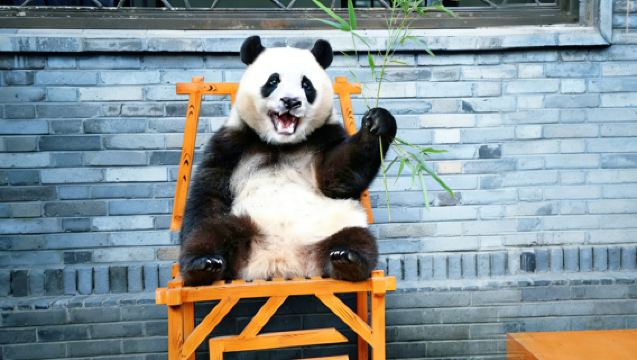 Chengdu Panda Base + Kuanzhai Alleys + People's Park Day Tour | English/Chinese Guide Optional