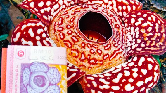 沙巴亞庇大王花半日遊 萊佛士花保護區 中文導遊 天鏡紅樹林