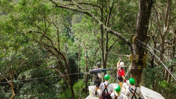 Gold Coast: Zipline-Tour durch den Canyon auf dem Tamborine Mountain