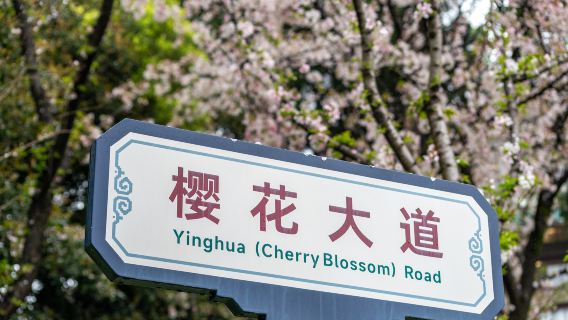 Viaje fotográfico para admirar los cerezos en flor en la Universidad de Wuhan con fotógrafo profesional
