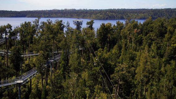 Hokitika: West Coast Tree Top Tower Zip Line and Walk