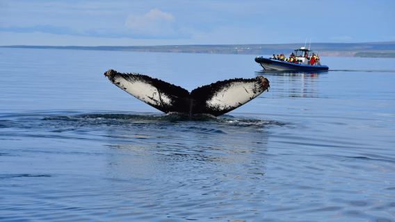 Húsavík: Original Big Whale Safari & Puffins by Speedboat