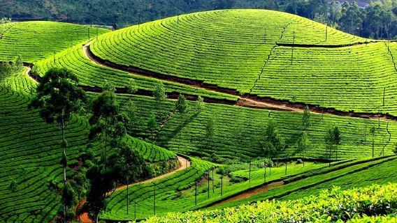 KochiTours