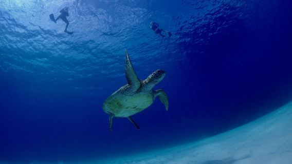 沖縄  calm（カーム）石垣島