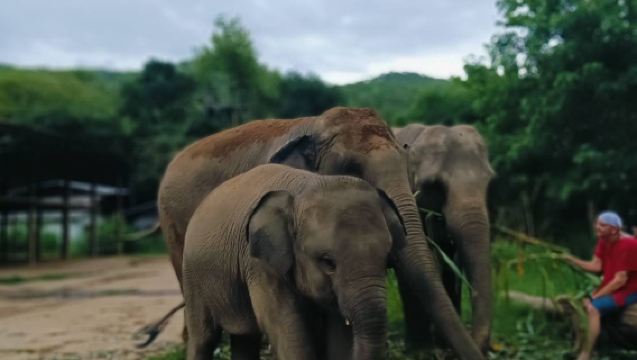 Lawatan Sehari ke Taman Kertas Gajah Chiang Mai + Air Terjun Sticky + Kem Gajah Na Cai