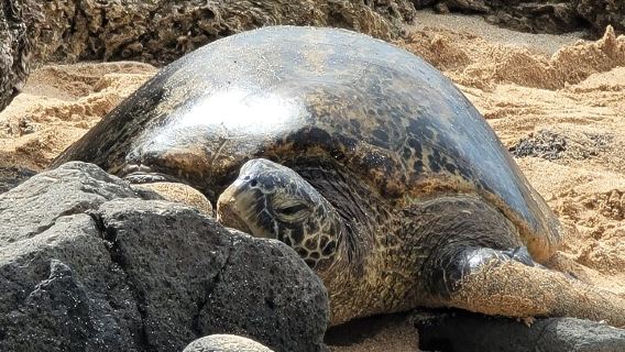HonoluluTours
