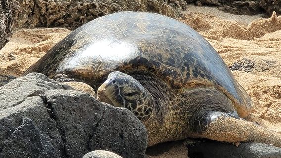HonoluluTours