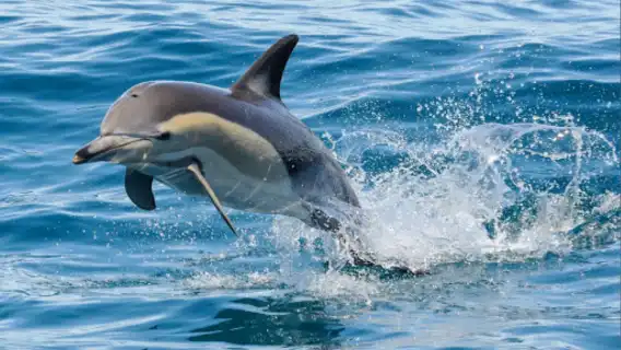 ทัวร์ครึ่งวันค้นพบวาฬและโลมาที่เมืองโอ๊คแลนด์ [ชมวาฬอ่าวฮาอูรากิ/สำรวจสัตว์ป่า]