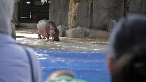 Abu Dhabi Attraction: Emirates Park Zoo Abu Dhabi Day Tours 4