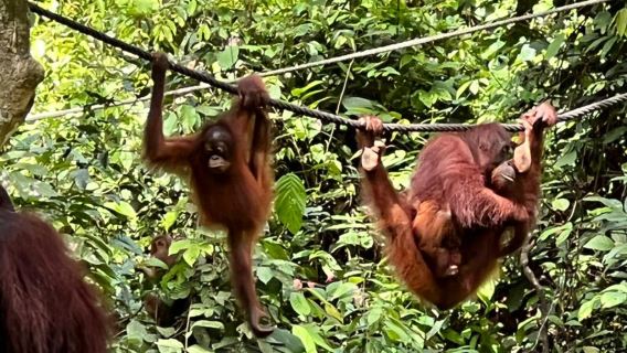 Sepilok Orang Utan & Sun Bear Half Day Shared Tour in Sandakan Sabah