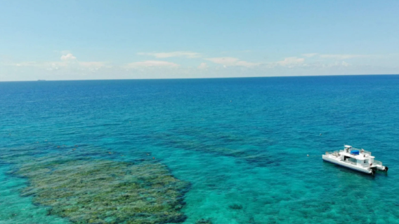 Avistamiento de delfines en Cayo Hueso + snorkel + crucero al atardecer