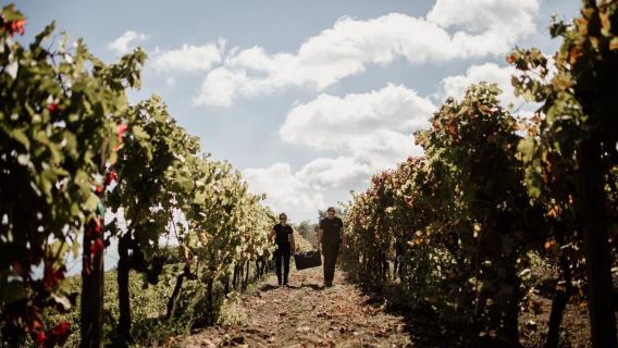 Mont Etna : visite des cratères sommitaux et dégustation de vins