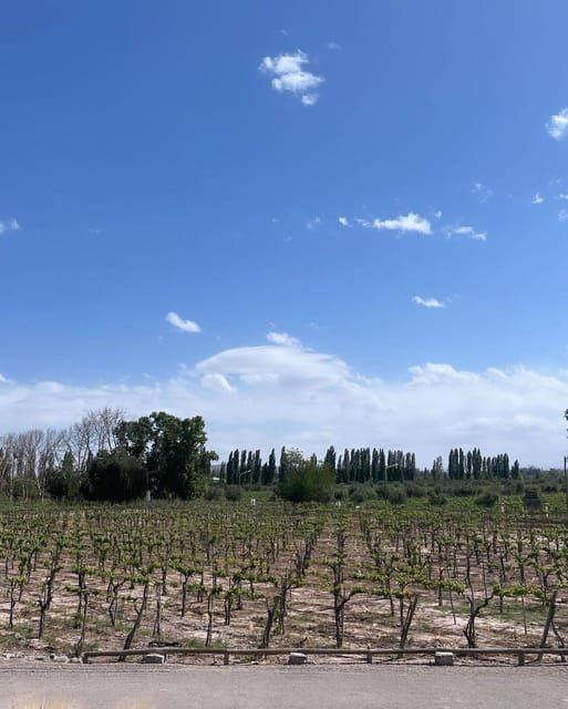 From Mendoza: 3 Wineries, Olive Oil Factory Tour & Tasting