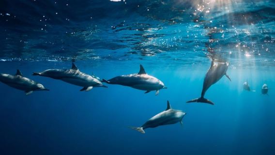 Bali: Keajaiban Laut Lovina, Berenang dengan Lumba-lumba & Snorkeling.