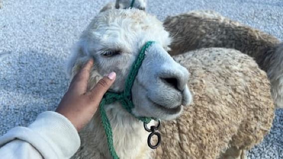 Tour Guatape and villages, boat trip with breakfast and lunch Medellin