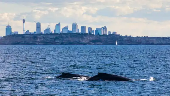 Sydney: Whale Watching & Hop On Hop Off Cruise Package