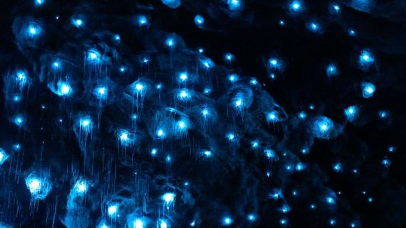 新西蘭皇后鎮來回：蒂阿瑙湖+蒂阿瑙螢火蟲洞包車遊【不含門票】