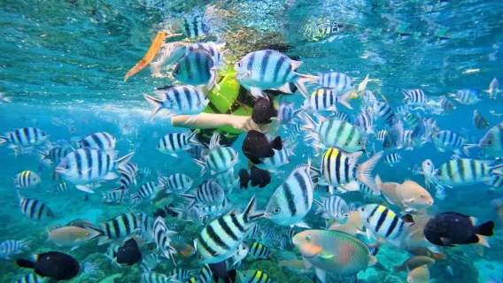 Nha Trang Islands Hopping Tour, Coral reef exploration on Hon Mun By Speed Boat
