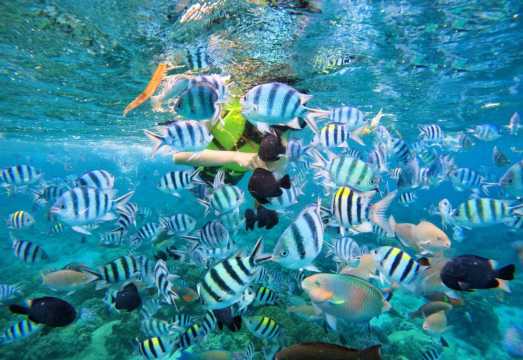 Nha Trang Islands Hopping Tour, Coral reef exploration on Hon Mun By Speed Boat