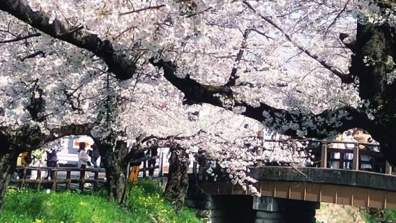 日本東京-川越市一日包車【中文司機/上門接駁/行程可調】