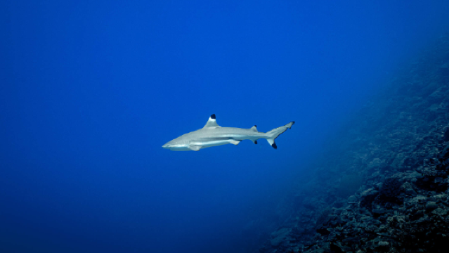 4-Hour Scuba Diving Experience at Tokoriki Island, Fiji [Fiji Shark Diving Feast, Open Water Diver Certification Required]