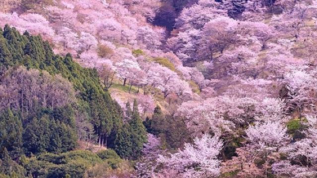 โอซากะไปกลับ|ทัวร์ 1 วันชมซากุระที่ภูเขาโยชิโนะ|เยี่ยมชมวัดทสึโบซากะ + พบกวางที่สวนสาธารณะนาระ