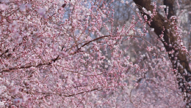 [Berlepas dari Baoding] Lawatan Sehari Festival Bunga Persik Terusan Tianjin + Menyaksikan Jambatan Shizilin + Melihat Burung Camar