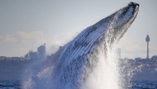 Sydney Harbour: 2.5-Hr Whale Watching Discovery Cruise