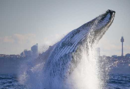 Sydney Harbour: 2.5-Hr Whale Watching Discovery Cruise AUD 88.93