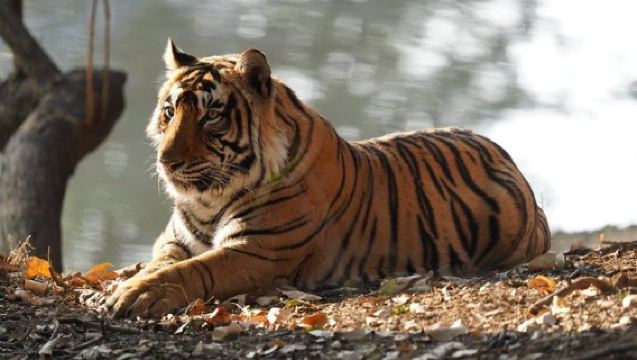Ranthambore Day Trip from Jaipur with Tiger Safari