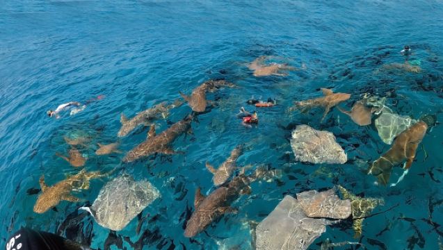 Мальдивы, Мале, скаты и акулы, фридайвинг, сноркелинг, 3 часа [плавание с акулами]