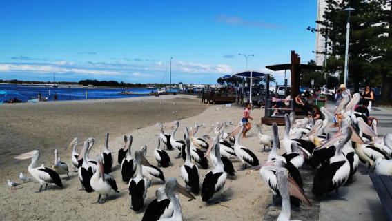 黃金海岸環城一日遊【鷹嘴灣/鵜鶘灣丨市區飯店接駁丨小團體驗】