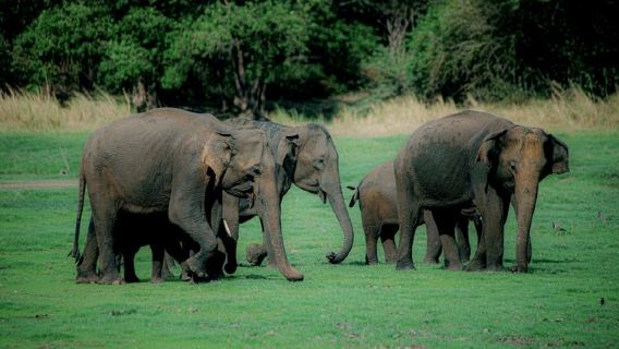 Minneriya National Park Half Day Private Safari With Expert Guide