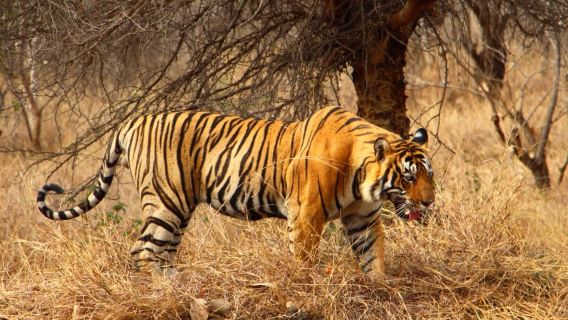 Privat tigersafari i Ranthambore fra Jaipur – Eftermiddagssafari med all inclusive