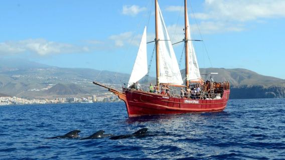 Tenerife: Cruzeiro de Observação de Baleias e Golfinhos com Parada para Banho