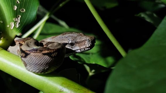 Jungle Night tour in Tortuguero: Wildlife and Adventure.