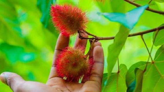 Zanzibar: Spice farm tour with Cooking class