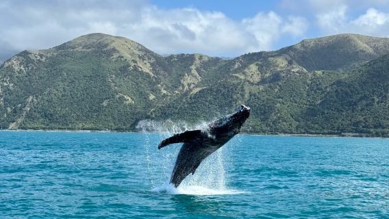 Excursion pour observer les baleines à Kaikoura
