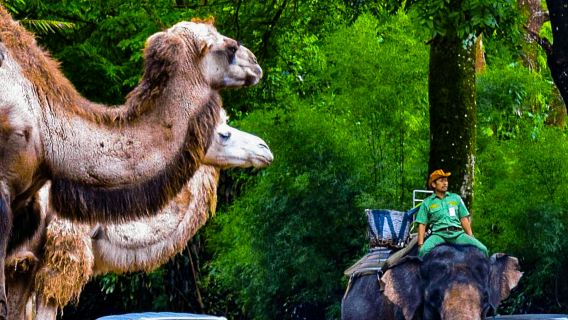 Taman Safari Prigen Adventure – Perjalanan Liar di Jawa Timur dari Malang