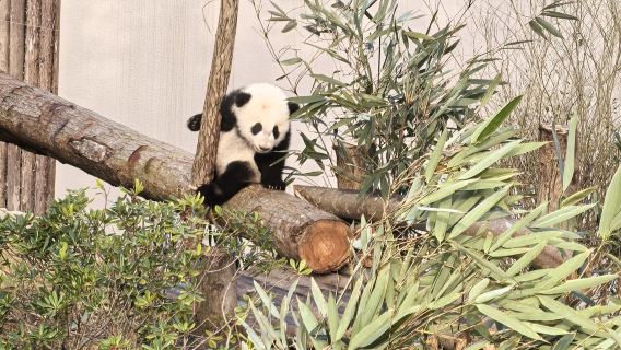 WenchuanTours