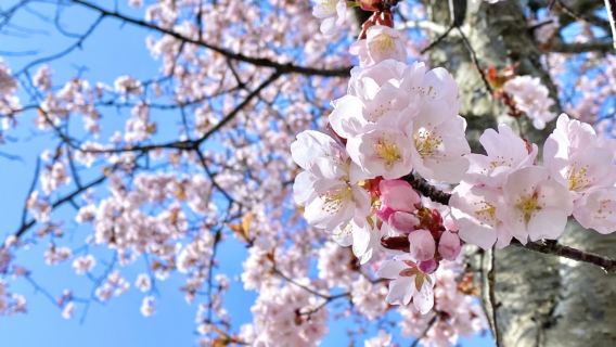 Hokkaido Noboribetsu Hell Valley + Lake Toya + Lake Shikotsu + Showa Shinzan Bear Farm one-day tour