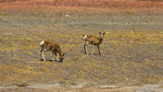 崑崙山口+可可西里自然保護區【無極龍鳳宮+飯店車站免費上門】