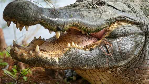 Gatorland Orlando: The Greater Gator Package